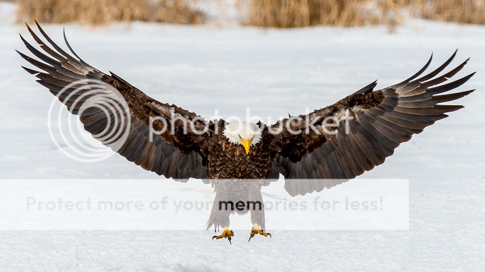 eagle11_zps2f63a1ad.jpg~original