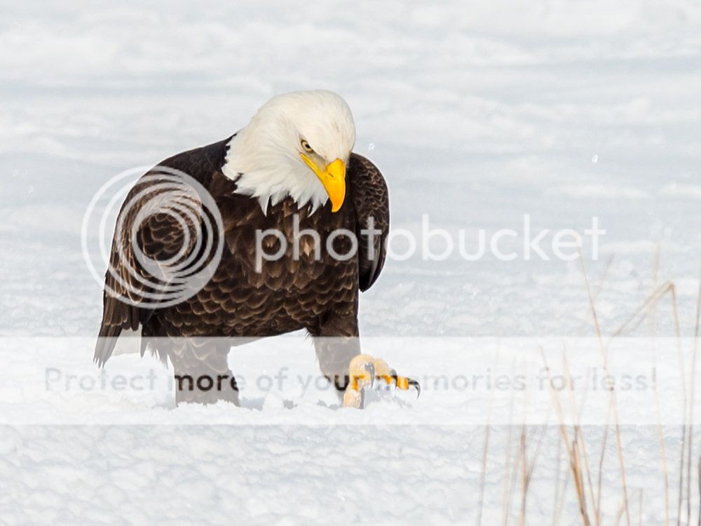 eagle7_zps8ed9759d.jpg