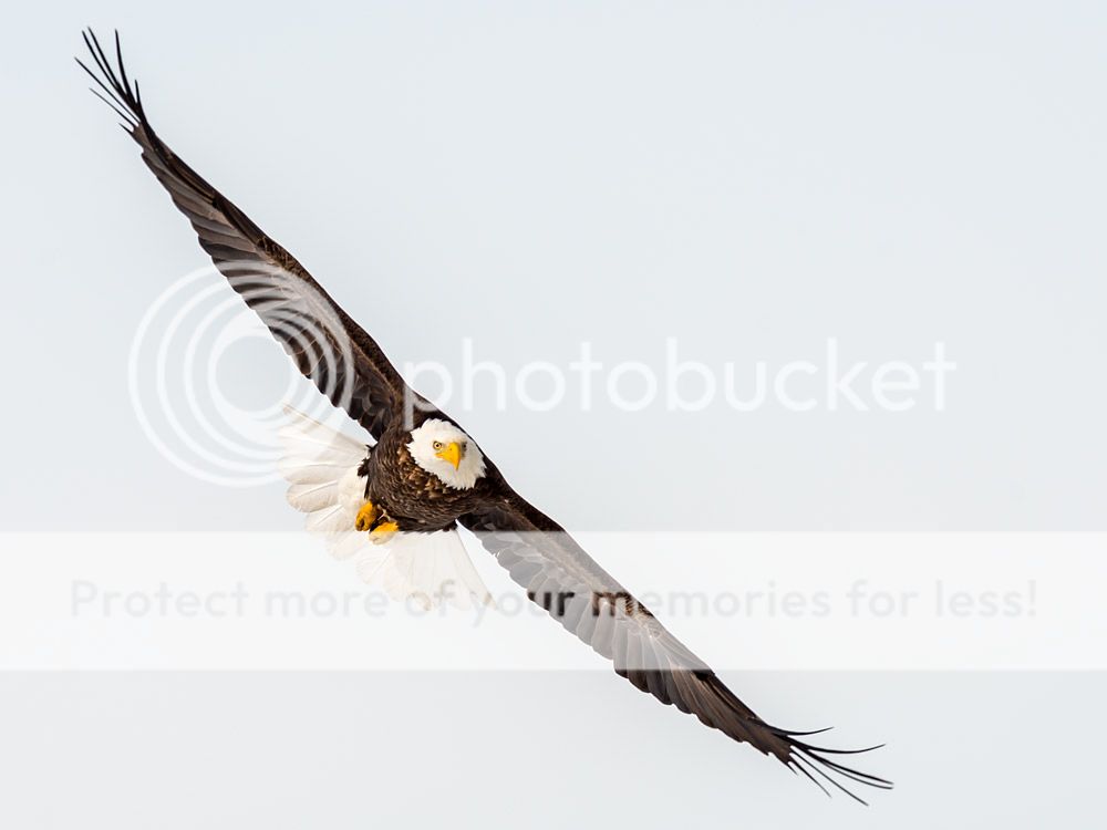 eagle8_zps472183da.jpg