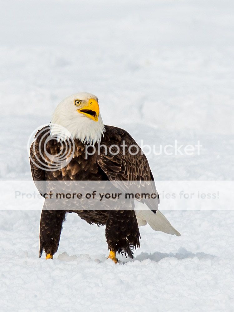 eagle9_zpsd9045eb6.jpg