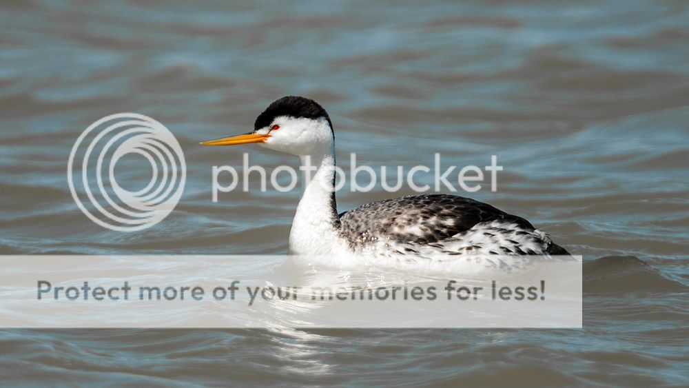 grebe_zps86e6f452.jpg