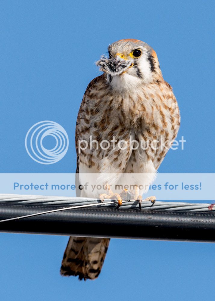 kestrel1_zpsdcbb63b1.jpg~original