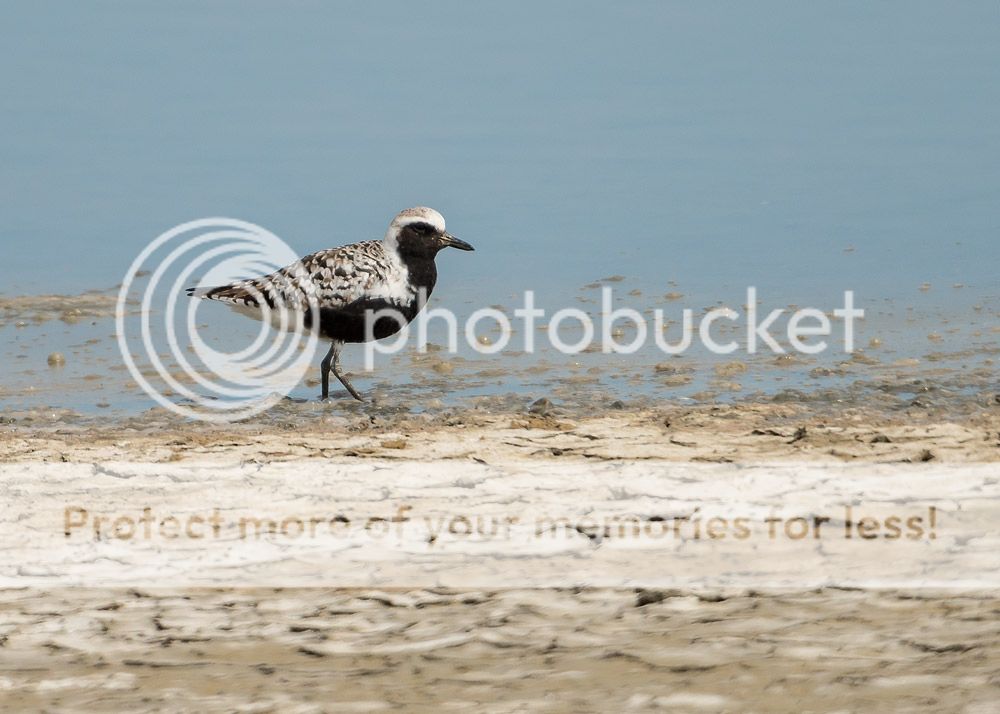 plover_zps1b2332ea.jpg