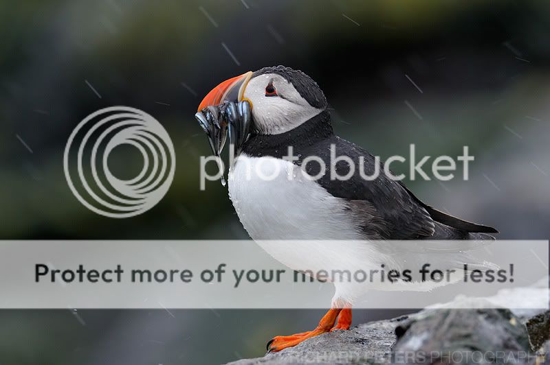 Rain_puffin.jpg