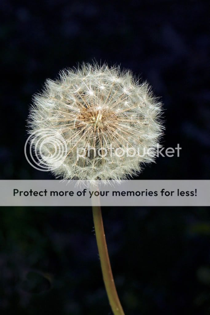 Dandelions-May24-08-EditCropLowResP.jpg