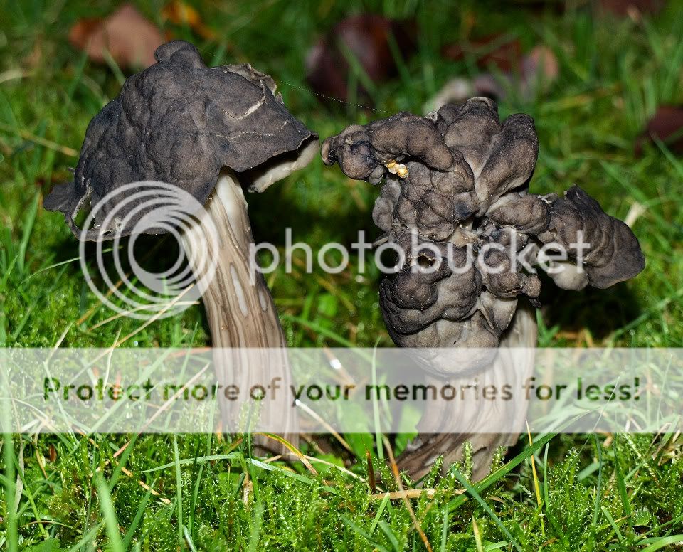 Mushroom3PC132505.jpg