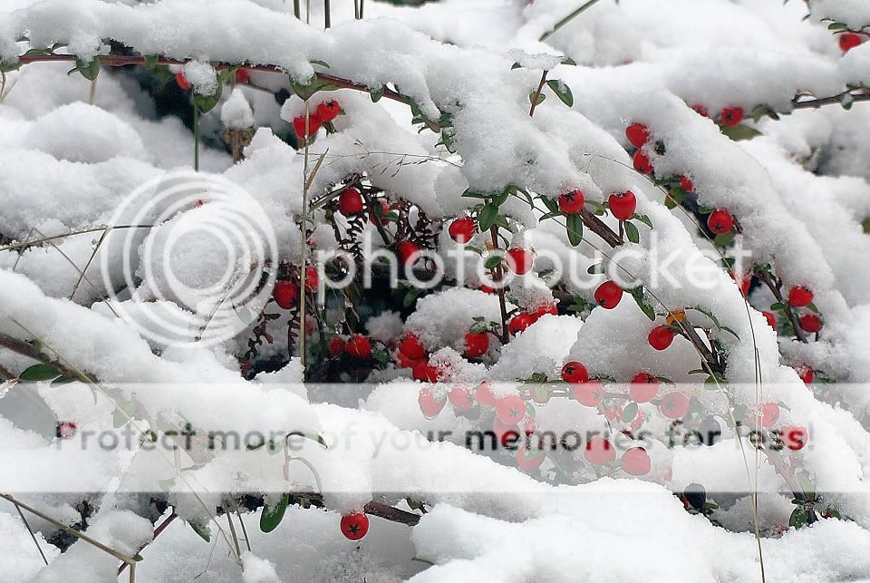 SnowAndBerries.jpg