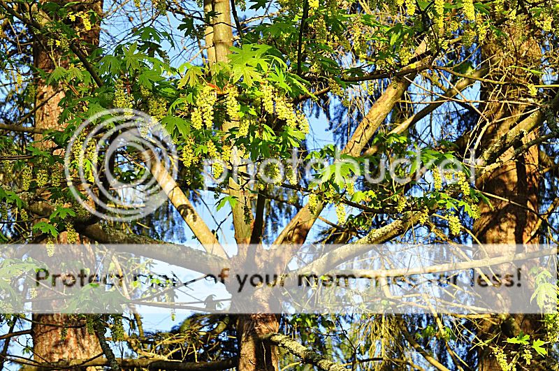 Tree-MapleInBloom-May3-09-LowResD90.jpg