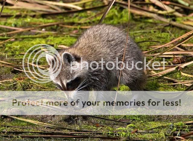 Baby-Racoon_boat-outing-2.jpg