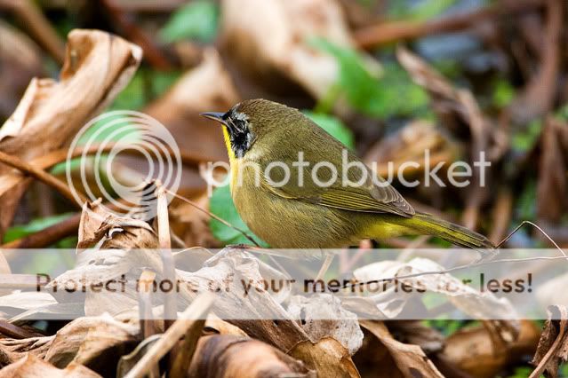 Common-Yellow-Throat-2.jpg