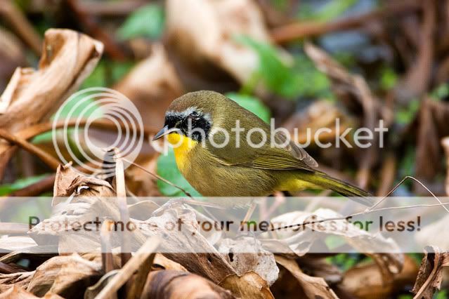 Common-Yellow-Throat.jpg