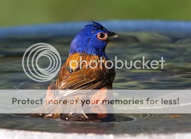 Painted-bunting-bathing_RS.jpg