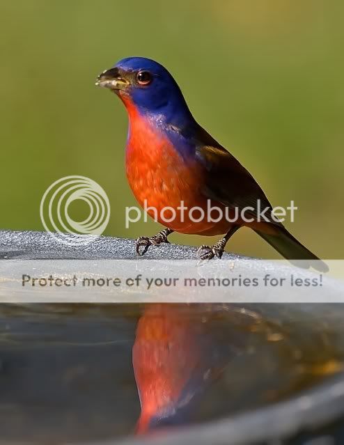 Painted-bunting-drinking_RS.jpg