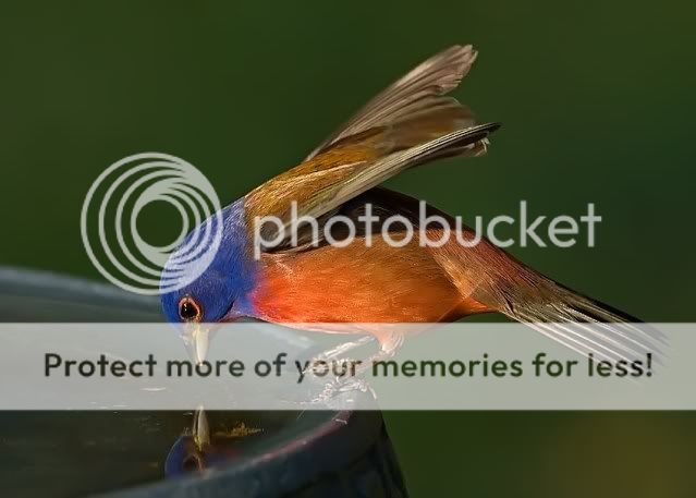 Painted-bunting-looking-at-_RS.jpg