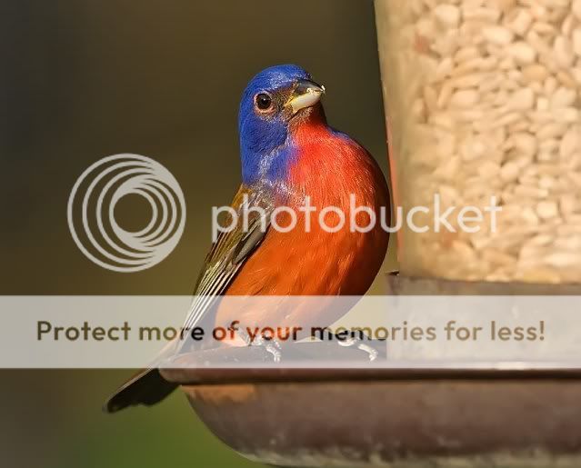 Painted-bunting-on-feeder-2_RS.jpg