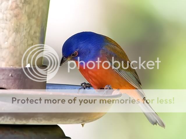 Painted-bunting-on-feeder_RS.jpg