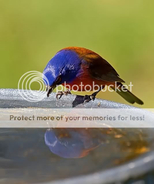Painted-bunting-with-reflec_RS.jpg