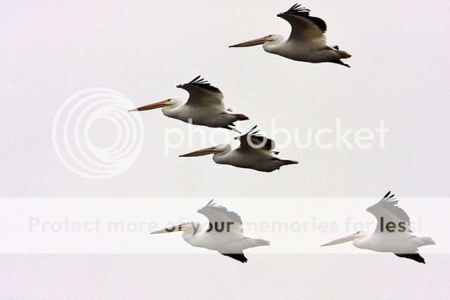 White-Pelican-bunch.jpg