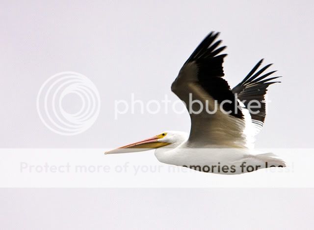 White-Pelican-in-flight-3.jpg