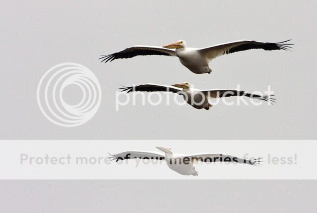 White-Pelican-stacked-2.jpg