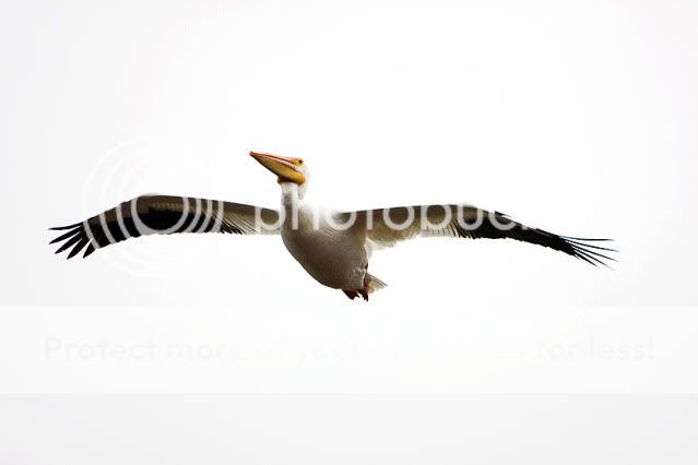 White-Pelican.jpg