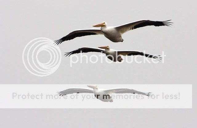 White-pelican-stacked.jpg