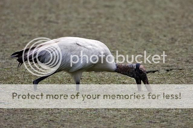 Woodstork-feeding-2.jpg