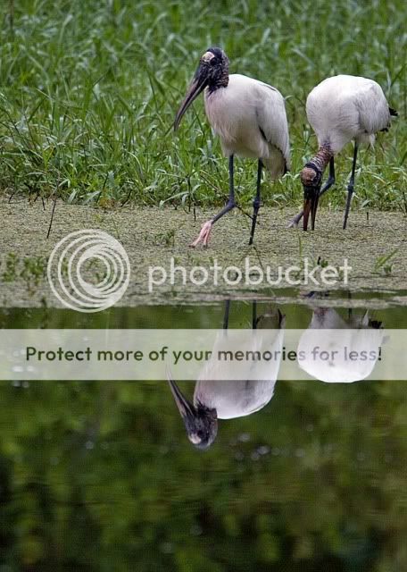 Woodstork-feeding.jpg