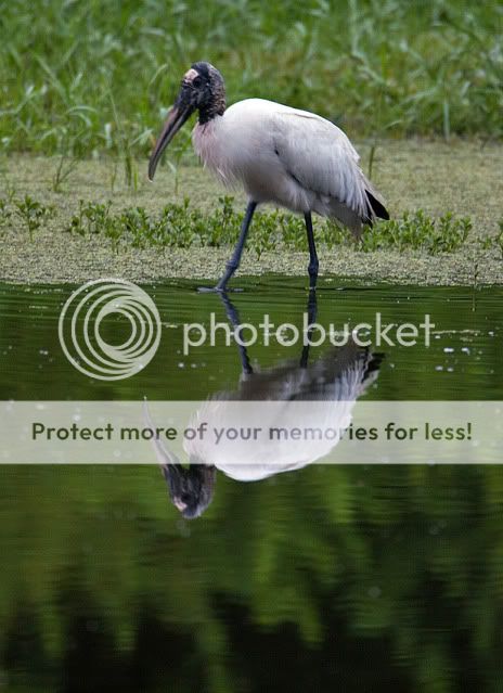 Woodstork-reflecting-2.jpg