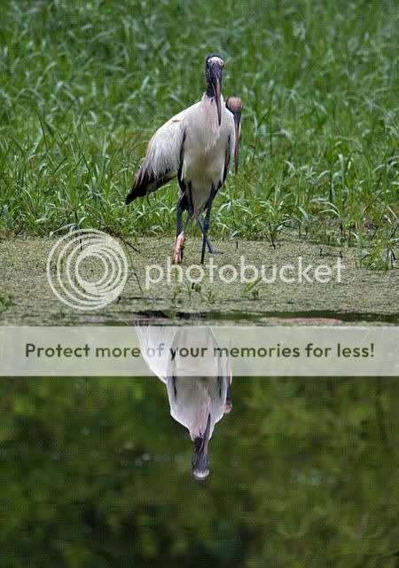 Woodstork-reflecting.jpg