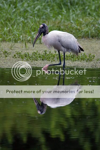 Woodstork-with-reflection.jpg