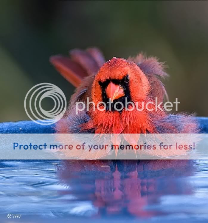 cardinal-bathing.jpg