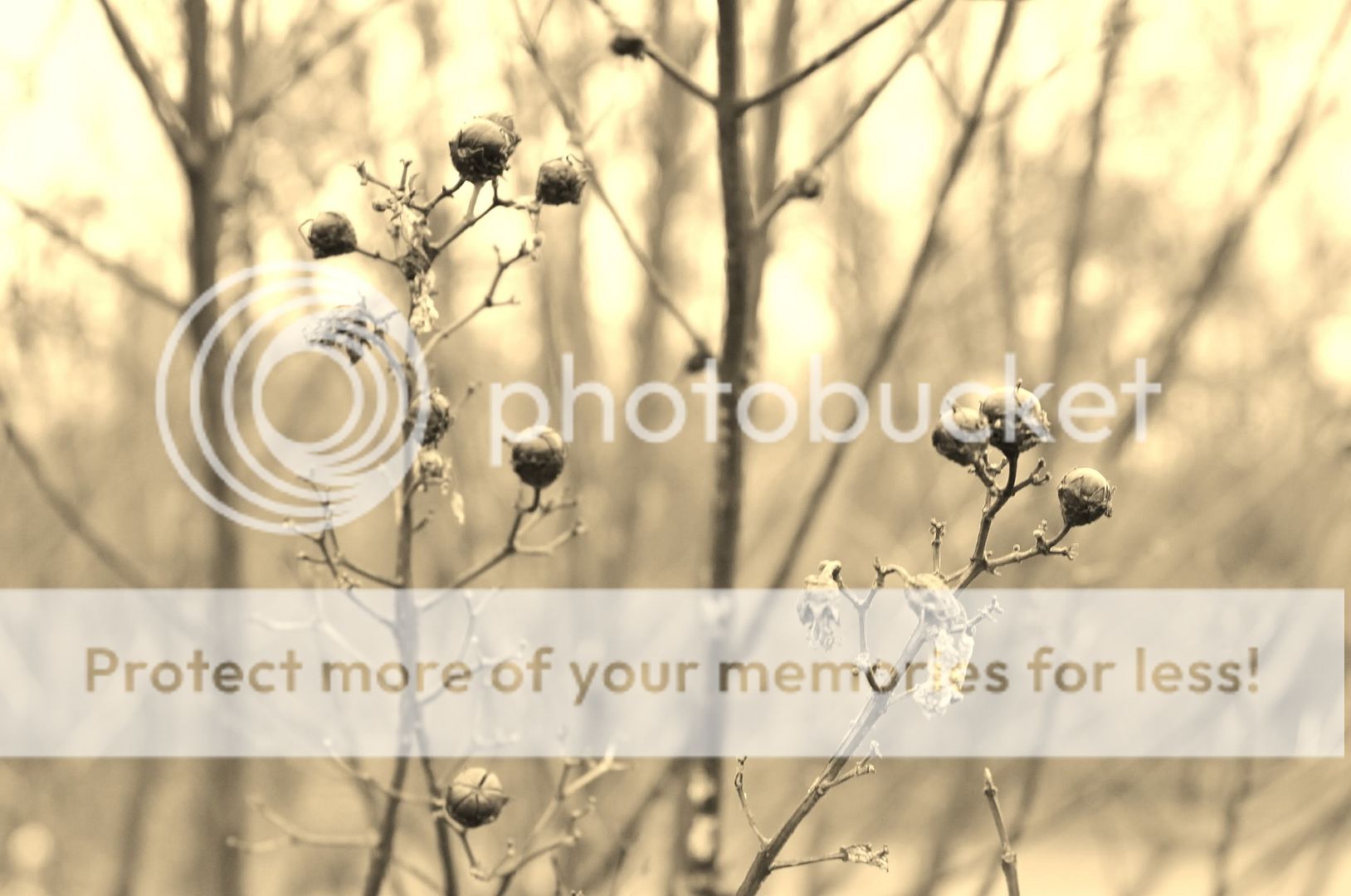 Naturepicturebyjess.jpg