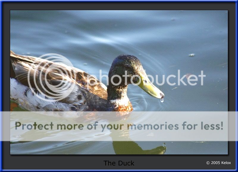 duck-blue.jpg