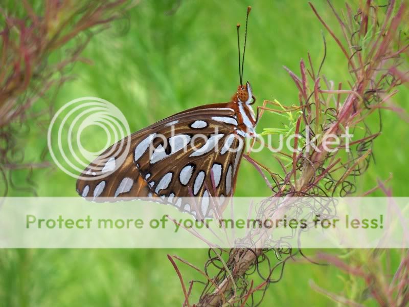 Butterflyweb.jpg