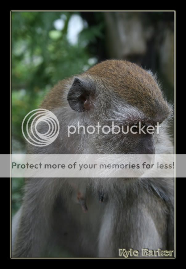 monkey2.jpg