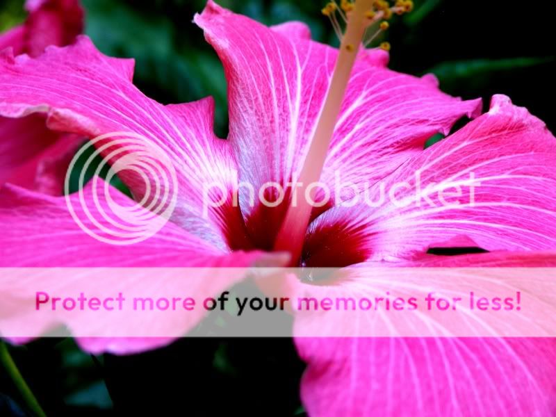 Flower2.jpg