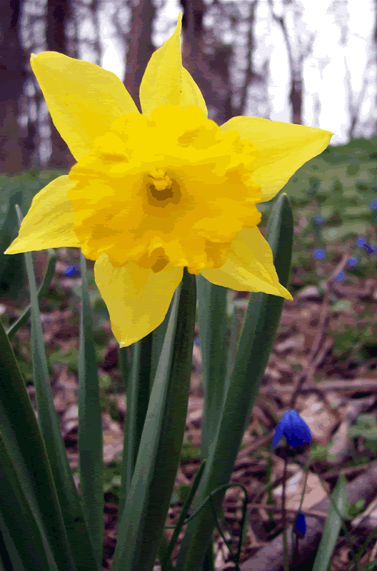 daffodil1_31308.gif