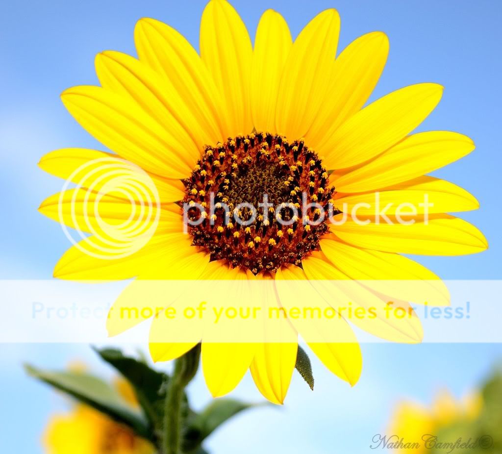 sunflower2.jpg