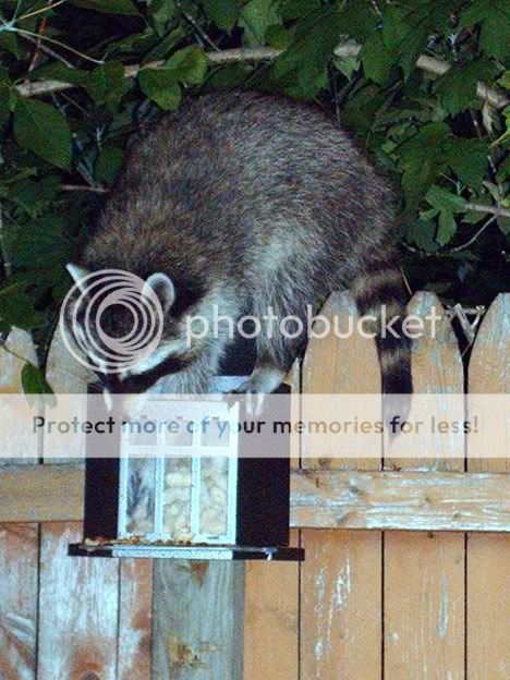 raccoon4.jpg