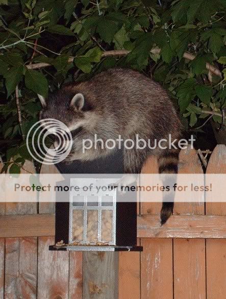 raccoon5.jpg