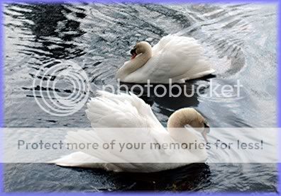 swans1.jpg