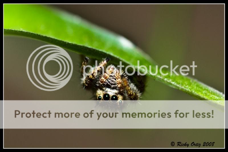 Jumpingspider02.jpg