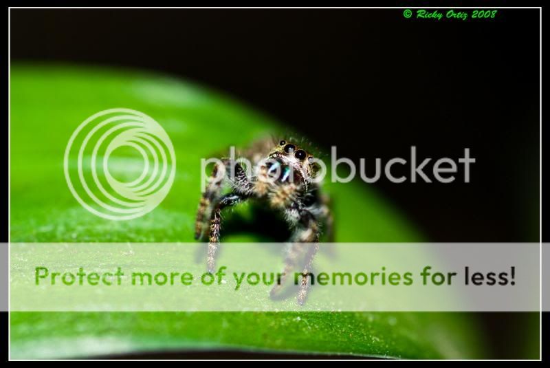 Jumpingspider04.jpg