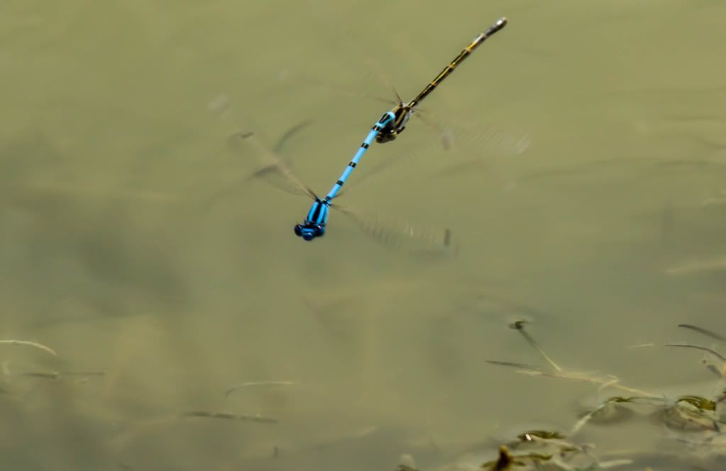 Dragonfly2.jpg