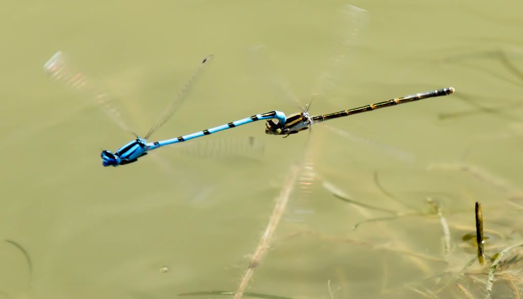 Dragonfly3.jpg