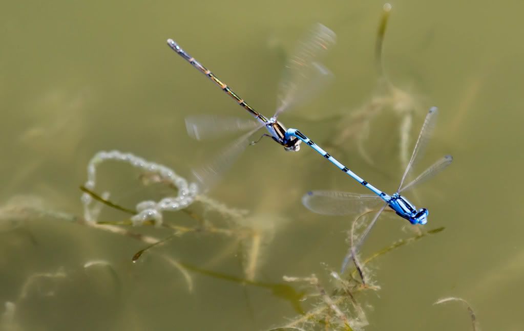 Dragonfly4.jpg