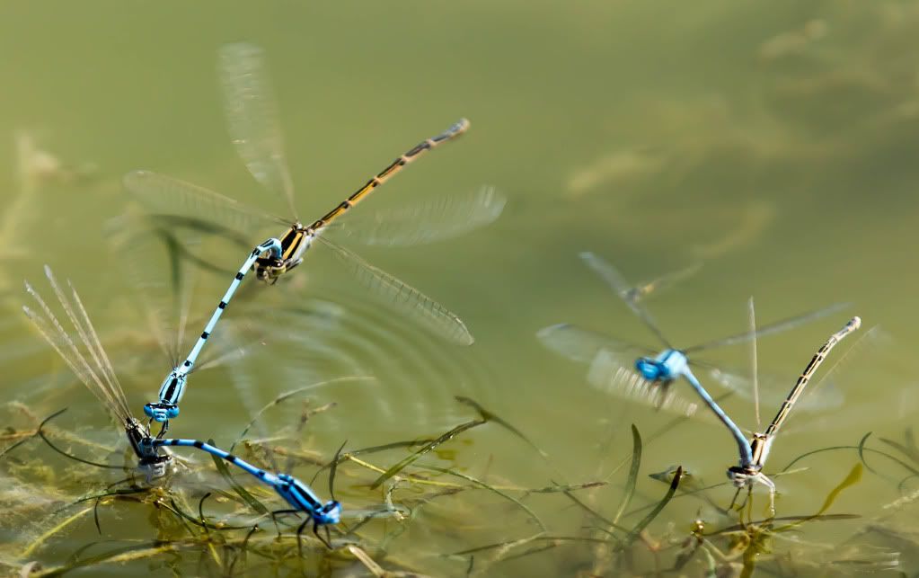 Dragonfly6.jpg