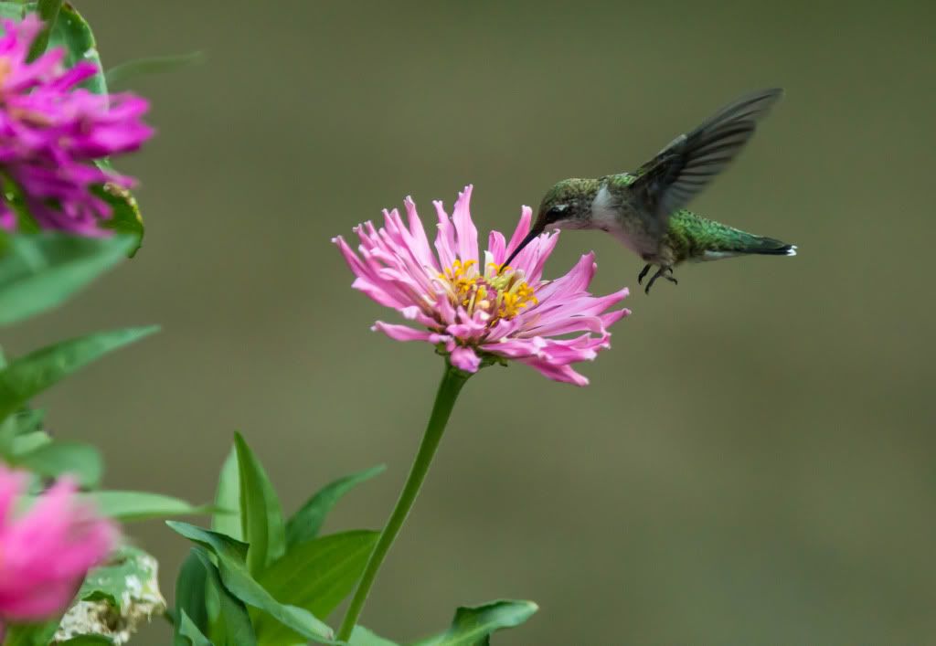 Hummingbird1.jpg