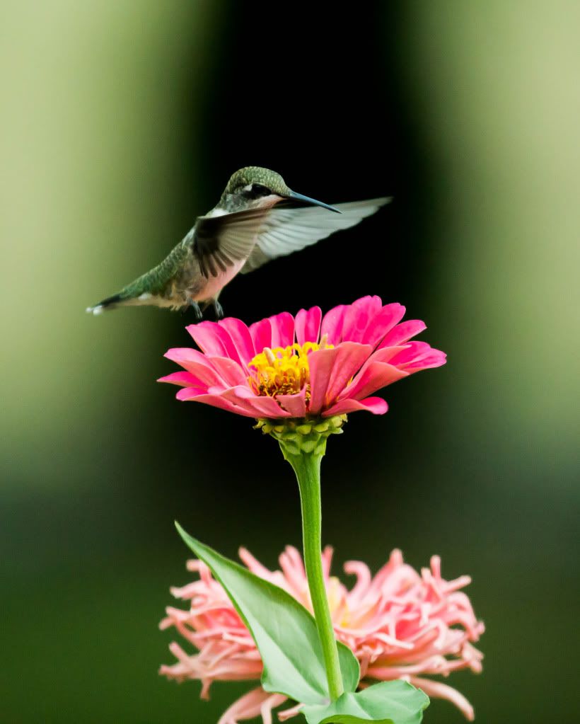 Hummingbird2.jpg